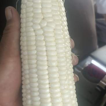 黑糯