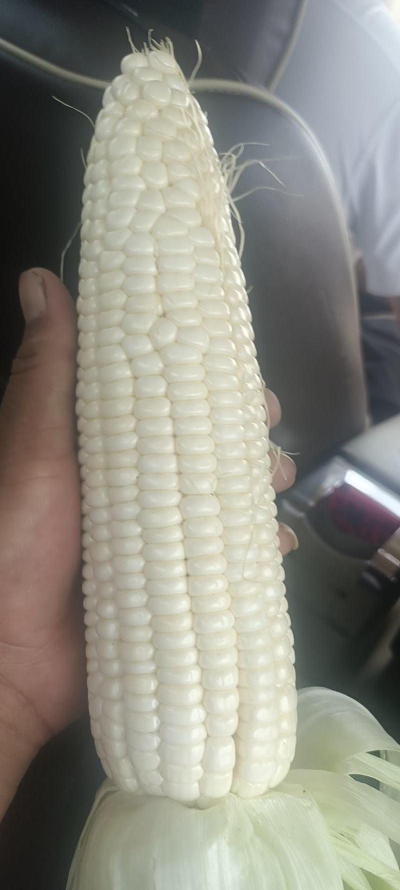 黑糯