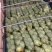 精品甘蓝大量上市，现釆现卖、一手货源，诚信经营，欢迎咨询