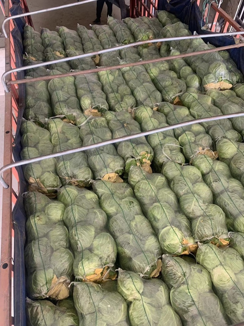 精品甘蓝大量上市，现釆现卖、一手货源，诚信经营，欢迎咨询