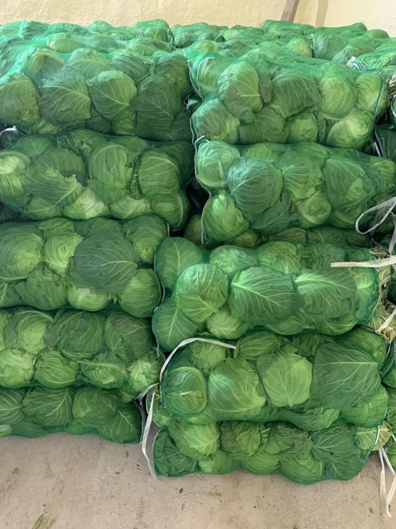 精品甘蓝大量上市，现釆现卖、一手货源，诚信经营，欢迎咨询