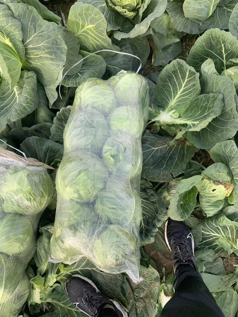 精品甘蓝大量上市，现釆现卖、一手货源，诚信经营，欢迎咨询