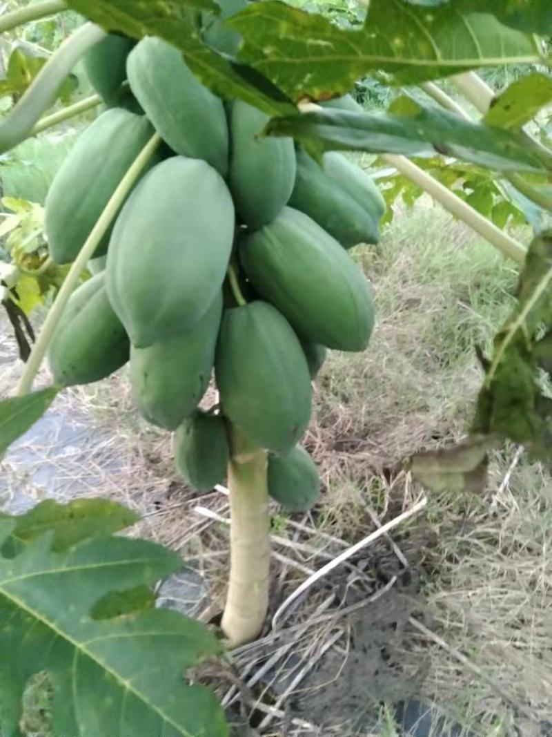 木瓜