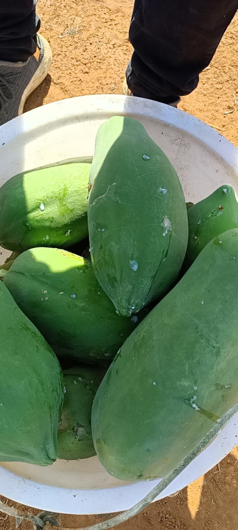木瓜