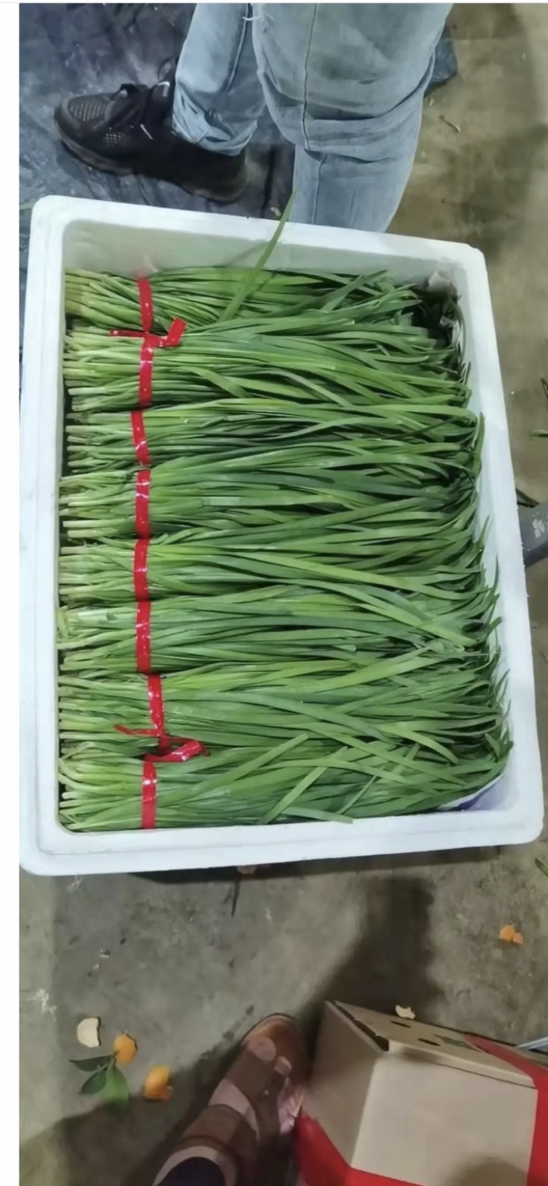 【基地直发】徐闻新鲜沙土韭菜叶大跟粗全国发货欢迎考察