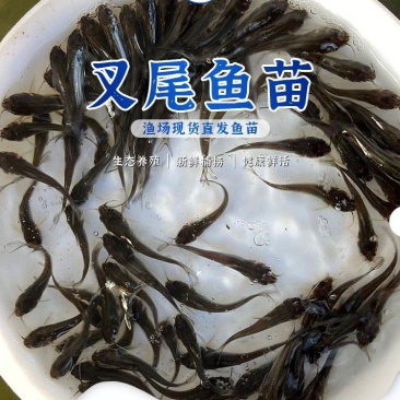 叉尾鱼苗