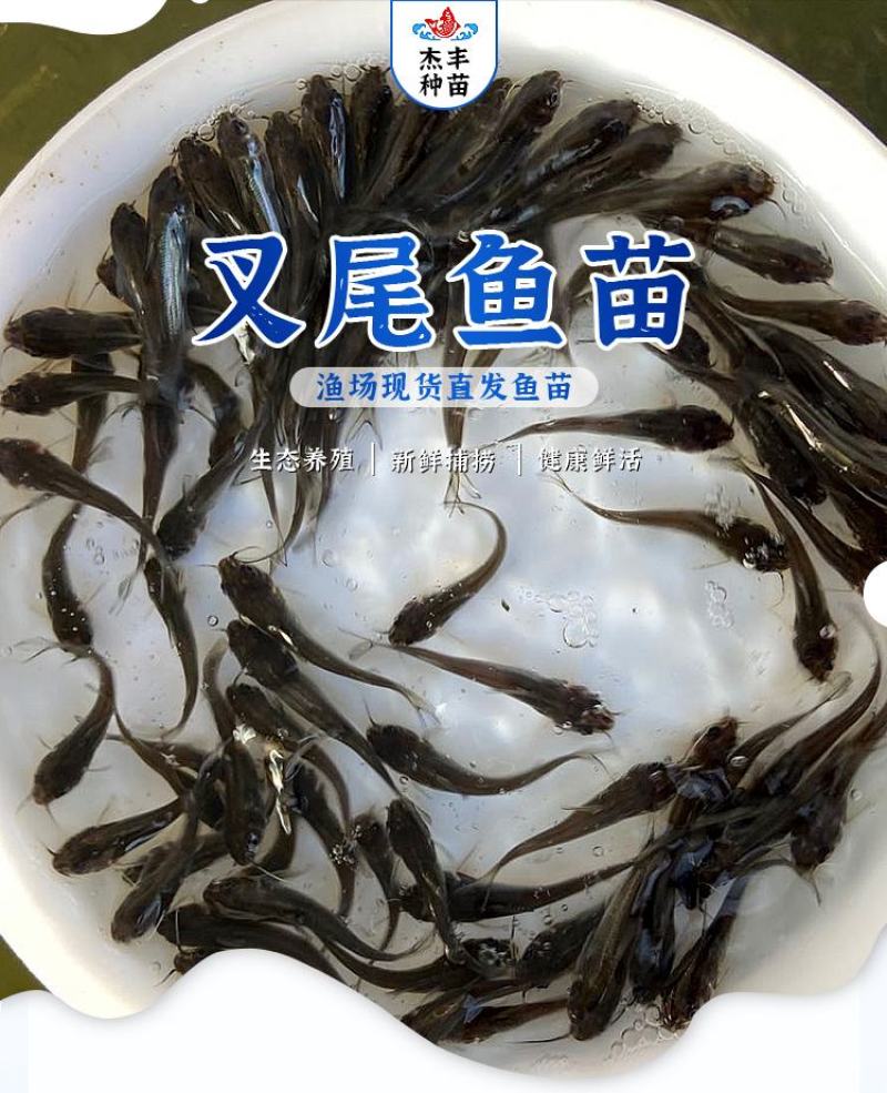 叉尾鱼苗