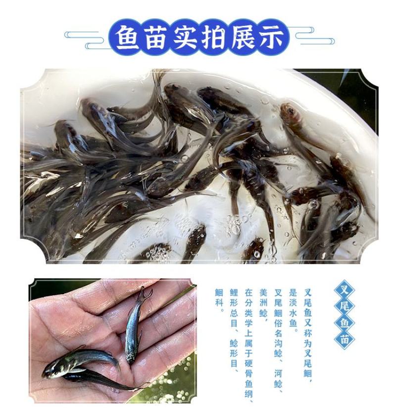 叉尾鱼苗