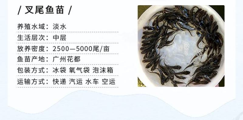 叉尾鱼苗