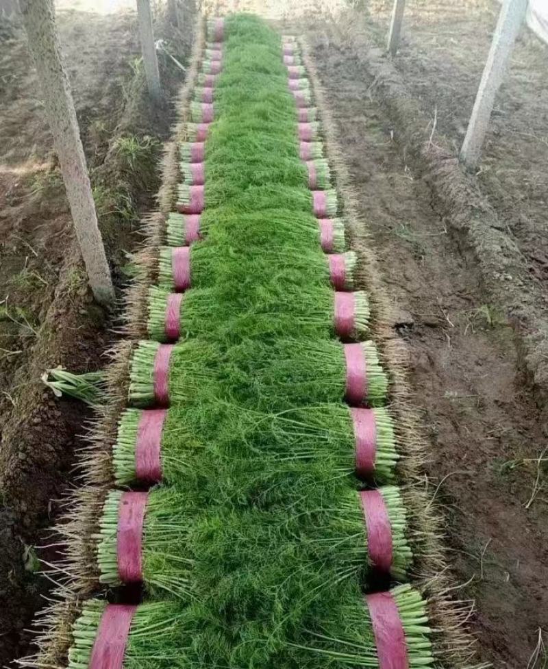 【精选】精品茴香，产地直供，都是现货，走市场，超市必选，