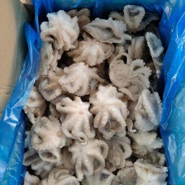 迷你小章鱼