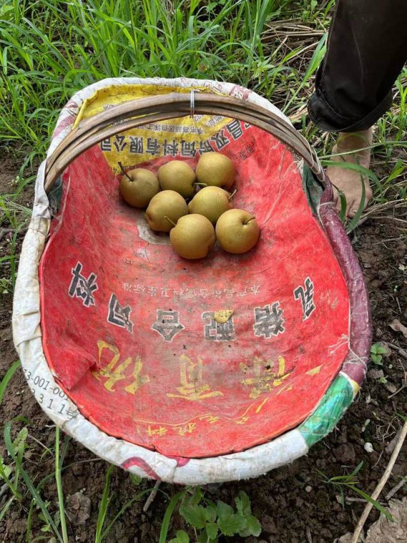 湖北宜昌枝江市沙地黄花梨大量上市中，口感甜，入口化渣！