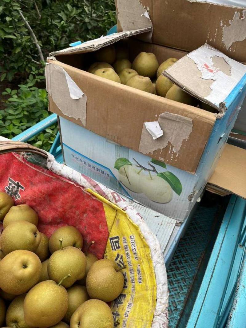 湖北宜昌枝江市沙地黄花梨大量上市中，口感甜，入口化渣！