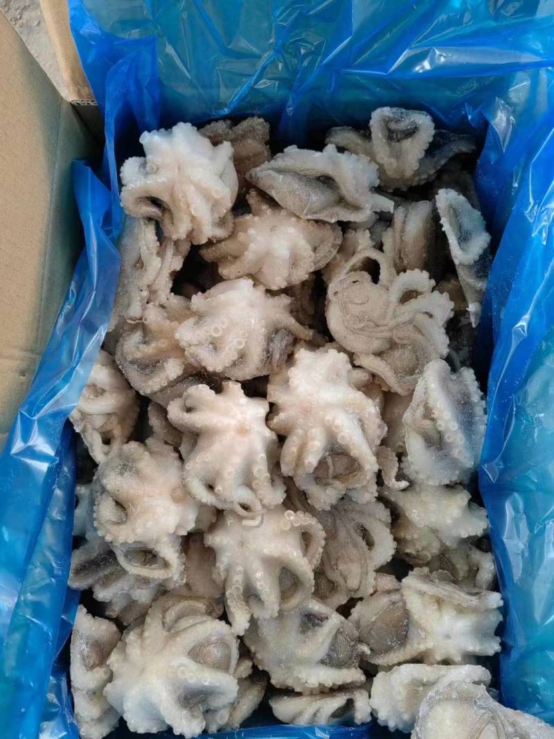 迷你小章鱼