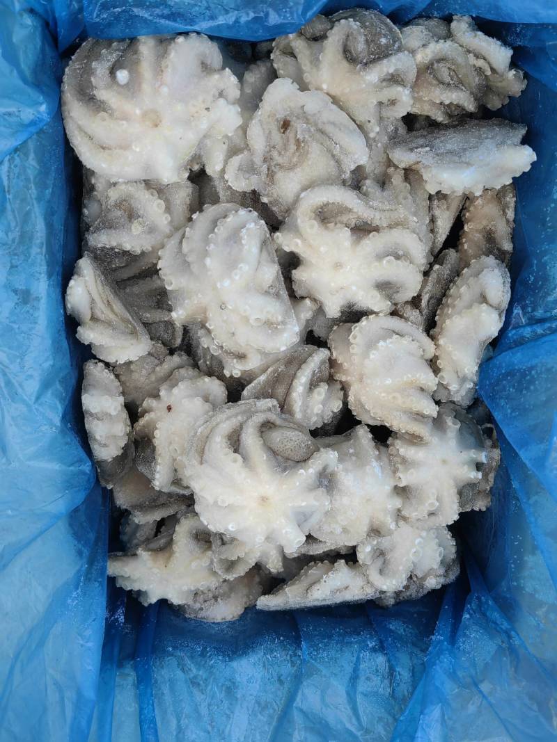 迷你小章鱼
