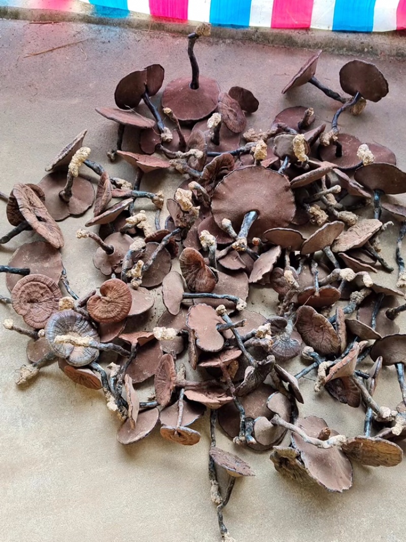 广西紫灵芝大量供应品质保证可视频看货