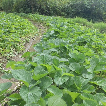 草莓苗