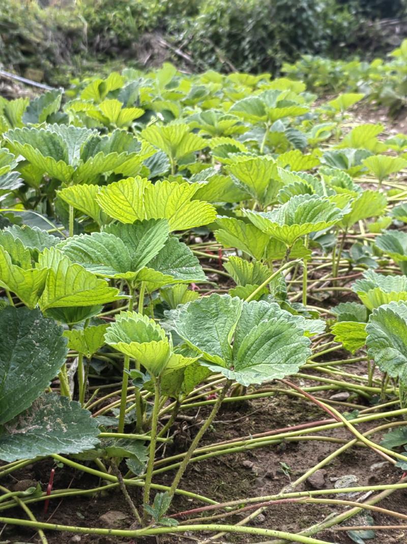 草莓苗