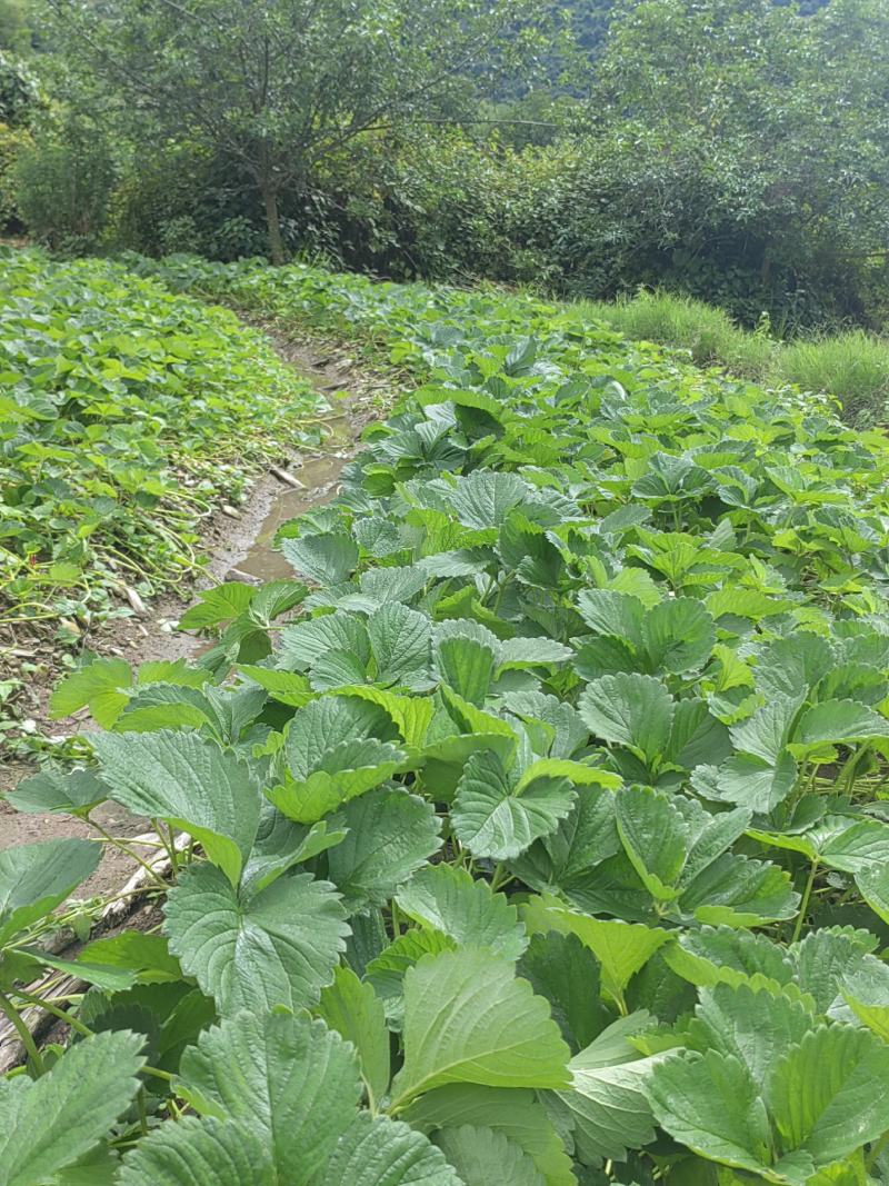 草莓苗