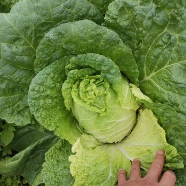 云南大白菜