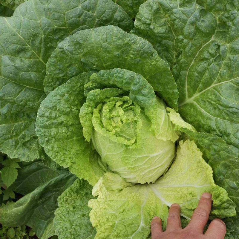 云南大白菜