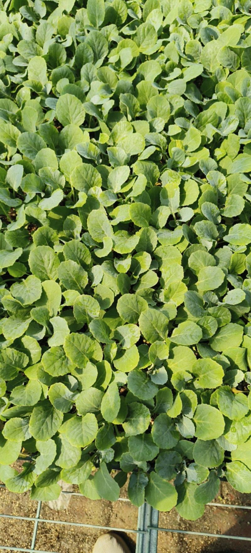 【推荐】精品有机花菜苗白实花苗菜花苗欢迎来电咨询