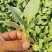 【推荐】精品有机花菜苗白实花苗菜花苗欢迎来电咨询