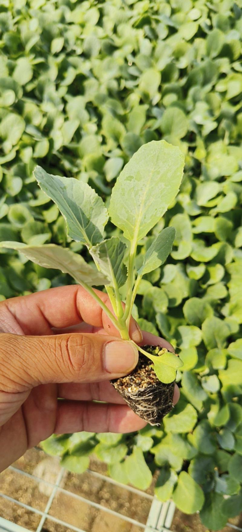 【推荐】精品有机花菜苗白实花苗菜花苗欢迎来电咨询