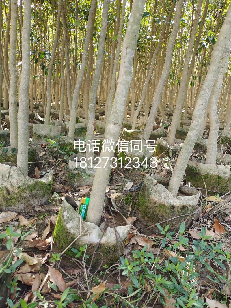 沉香布袋中树