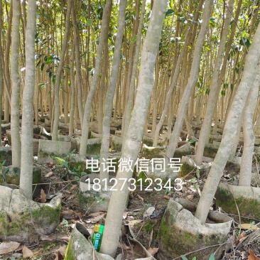 沉香布袋中树