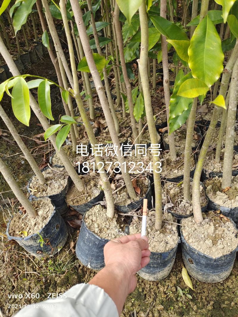 沉香苗，桶杯，大杯，中杯，小杯