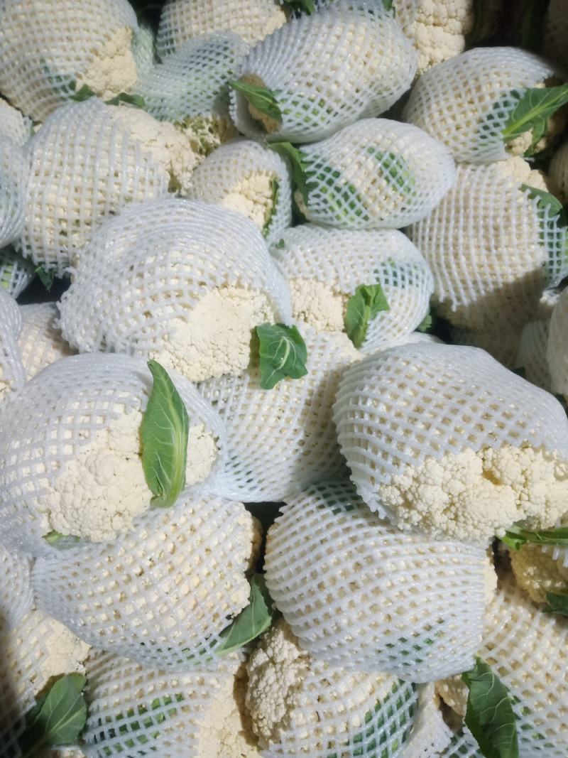 【推荐】精品有机花菜苗白实花苗菜花苗欢迎来电咨询