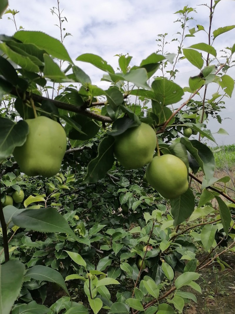 滨州市阳信县早酥梨皇冠梨自己家种的果园，价格便宜大量批发