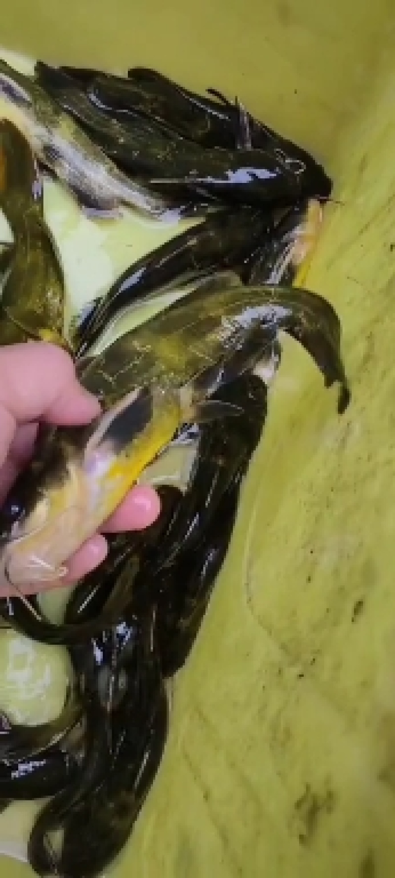 土鲶鱼，当天晚上抓当天发货的，保证新鲜！谢谢！