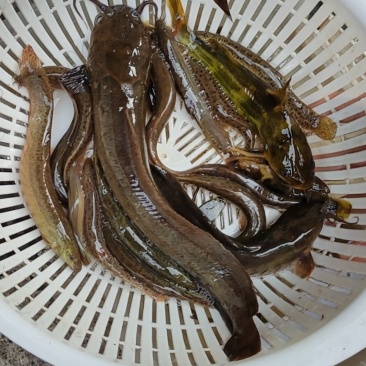 土鲶鱼，当天晚上抓当天发货的，保证新鲜！谢谢！