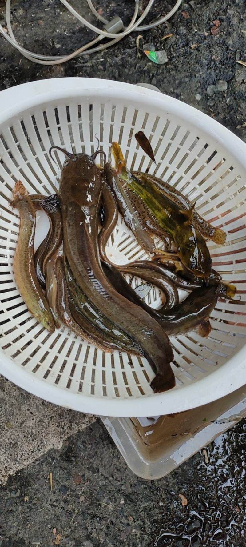 土鲶鱼，当天晚上抓当天发货的，保证新鲜！谢谢！