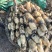 湖北汉川345白富美早藕量大从优，看质量价格不等