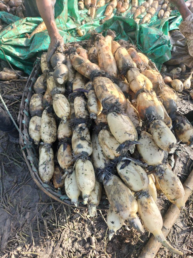 湖北汉川345白富美早藕量大从优，看质量价格不等