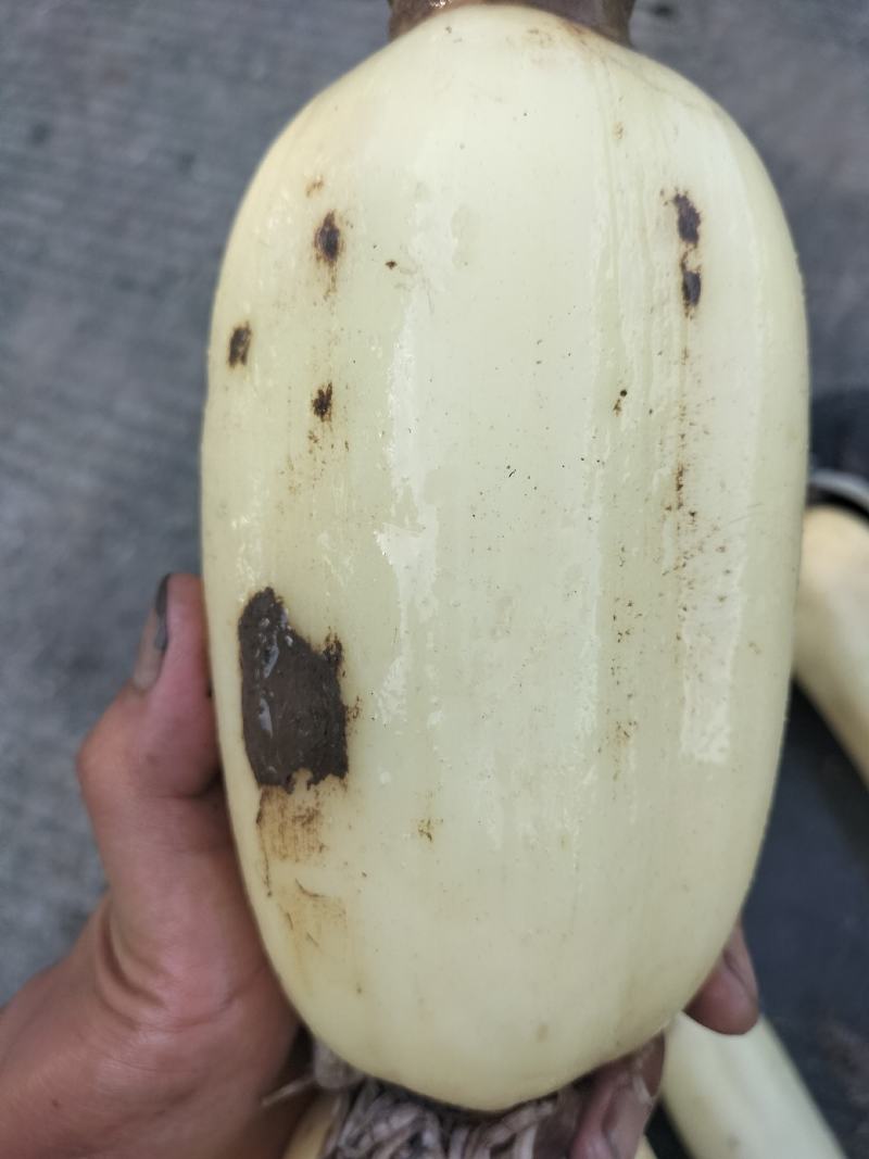 湖北汉川345白富美早藕量大从优，看质量价格不等
