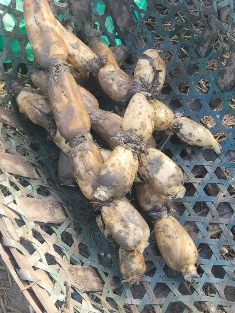 湖北汉川345白富美早藕量大从优，看质量价格不等