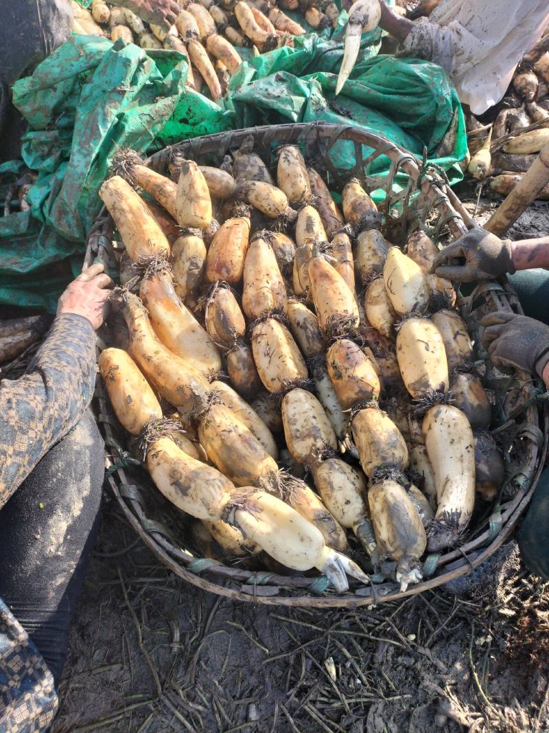 湖北汉川345白富美早藕量大从优，看质量价格不等