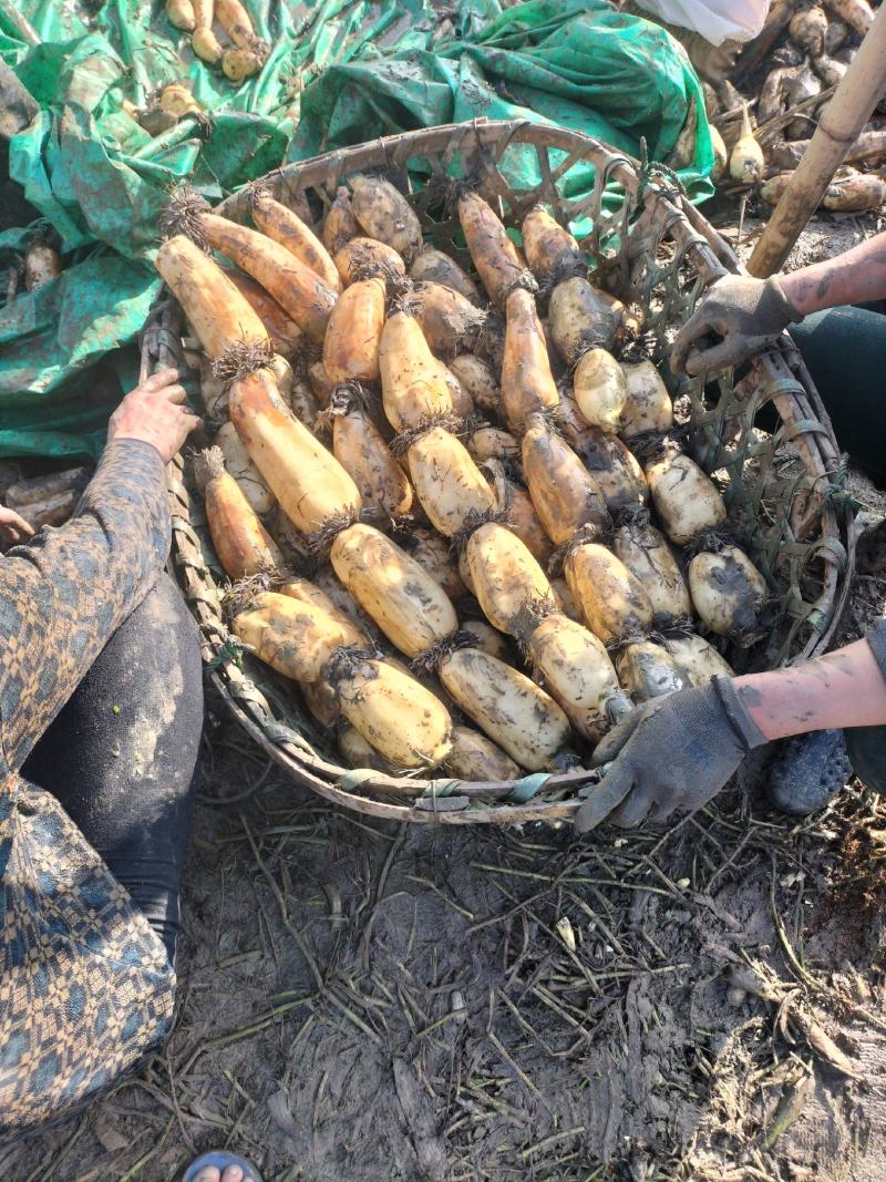 湖北汉川345白富美早藕量大从优，看质量价格不等