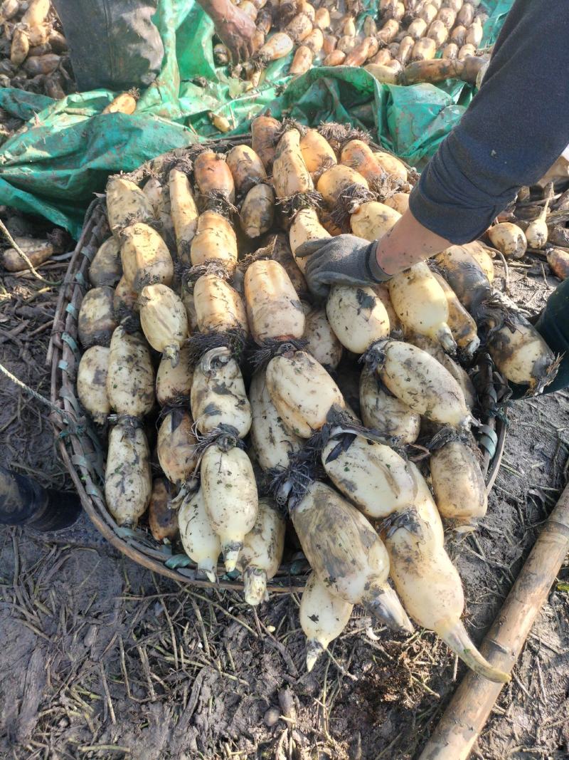 湖北汉川345白富美早藕量大从优，看质量价格不等