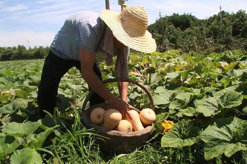 阿根廷奶油南瓜全国一件代发甜糯可口