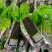 山西忻州精品甜糯黑糯玉米支持全国一件代发集采落地配