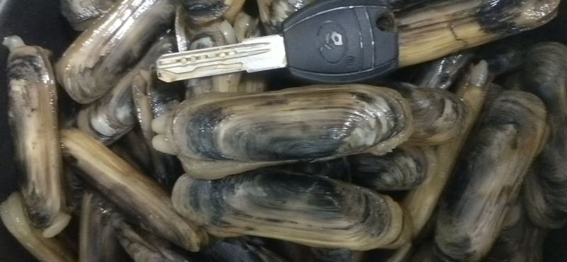 双头蛏，缢蛏，蛏子