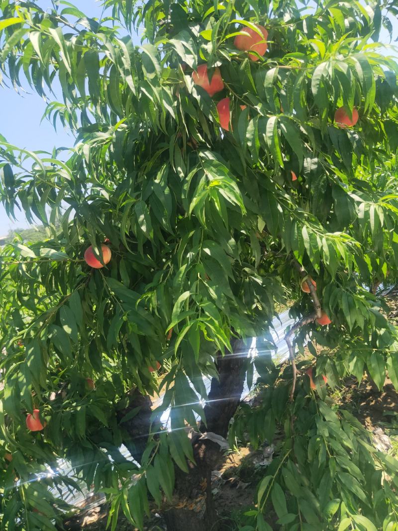 陕西渭南21世纪毛桃