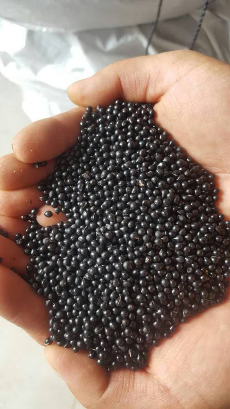 大叶家种白鲜皮种子1吨
