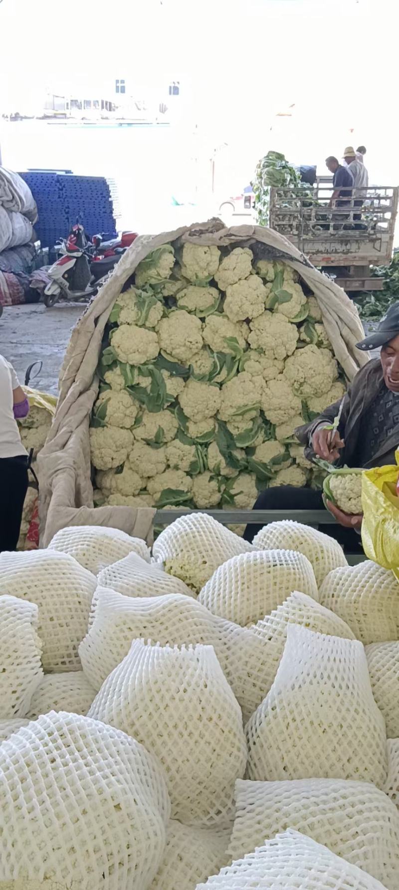 甘肃定西市安定区精品散花大量上市