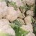 甘肃定西市安定区精品散花大量上市